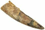Fossil Spinosaurus Tooth - Real Dinosaur Tooth #322295-1